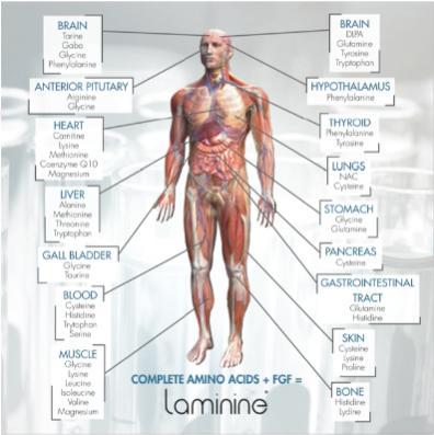 ЛАМИНИН!!!-Мужчина за 70 лет. Диагноз аденома предстательной железы ,визурические явления: нарушение мочеиспускания, частые мочевые позывы. Предложили пропить ЛАМИНИН. После применения одной баночки ламинина позвонила жена и поблагодарила . Результат: мочеиспускание восcтановилось и происходит через полтора часа. До этого приходилось пользоваться даже памперсами. Заказали еще ламинин