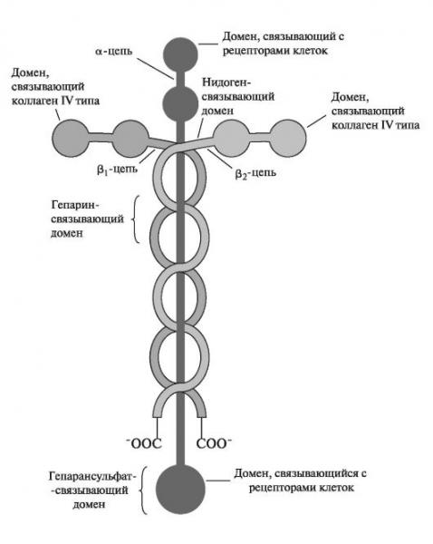 ЛАМИНИН!!!-Тамара, 63 года /онко поджелудочной железы/ принимаю Ламинин почти 2 месяца, дозу довела до 12капсул в день, через 5 недель сделала повторно МРТ,опухоль уменьшилась на 0,9мм,прошли боли. В настоящее время принимаю только наш продукт. Стала хорошо спать,общее самочувствие отличное, настроение весенние.